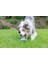 Chuckit! Sniff Fetch Jambon Kokulu Köpek Oyun Topu (Orta Boy) 5