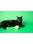 Tailchaser Kedi Otlu Kuyruklu Peluş Kedi Oyuncağı 5