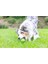 Chuckit! Sniff Fetch Fıstık Ezmesi Kokulu Köpek Oyun Topu (Orta Boy) 4