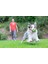 Chuckit! Sniff Fetch Fıstık Ezmesi Kokulu Köpek Oyun Topu (Orta Boy) 5