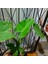 Anthurium Alacasia Fil Kulağı 1m 2