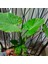 Anthurium Alacasia Fil Kulağı 1m 4