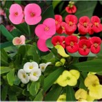 Serada Decor Plant 4 Adet Saksılı Videolu Milli Dikenler Tacı Sarı Kırmızı Pembe Beyaz 10-20 cm Euphorbia