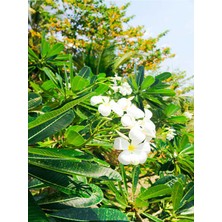 Serada Decor Plant Videolu Ada Yasemini Yoğun Kokulu 70-120 cm Saksılı/tüplü Dış Mekan Bitkileri Oleander