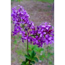 Serada Decor Plant Videolu Leylak Fidanı 50 -60 cm Saksılı/tüplü Dış Mekan Sarmaşık Bitkileri (Lilac)