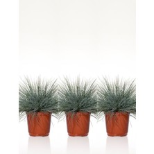 Serada Decor Plant Videolu Mavi Osmanlı Çimi Fidanı 3 Adet Saksılı 20-40 cm Bahçe Bitkisi (Festuca Glauca)