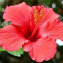 Serada Decor Plant Videolu 3 Adet Kırmızı Japon Gülü Çiçeği Fidanı 40-60 cm Tüplü Çiçekli Bodur Bitkiler Japanese Rose