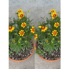 Serada Decor Plant Videolu Sarı Çalı Papatyası 2 Adet Saksılı/ Tüplü 20-40 cm Dış Mekan Bitkisi( Euryops Daisy)