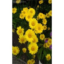 Serada Decor Plant Videolu 1 Adet Sarı Papatya Fidanı Saksılı 35-65CM (Yellow Daisy Sapling)