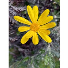 Serada Decor Plant Videolu Sarı Papatya/çalı Papatyası 30-45 cm Saksılı/tüplü Dış Mekan Sarmaşık Bitkileri Yellow Daisy