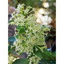 Serada Decor Plant Videolu Mis Kokulu 1 Adet Melisa Çiçeği Fidanı Saksılı 50-110CM (Lemon Balm)