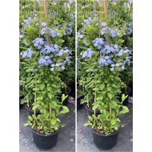 Serada Decor Plant Videolu Kokulu Mavi Yasemin Fidesi 2 Adet Saksılı/tüplü 35-60 cm (Plumbago Blue Jasmine)