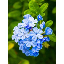 Serada Decor Plant Videolu Kokulu Mavi Yasemin Fidesi 1 Adet Saksılı/tüplü 40-60CM (Plumbago Blue Jasmine)