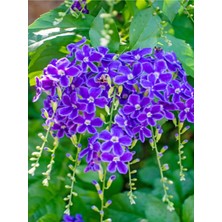 Serada Decor Plant Videolu Özel Çeşit Duranta Çalısı-Ağaç Menekşesi 50-60CM Saksılı/tüplü Dış Mekan Duranta Erecta
