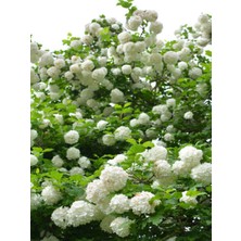 Serada Decor Plant Videolu Kartopu Çiçeği Fidanı 1 Adet 30-70CM Saksılıtüplü (Viburnum)