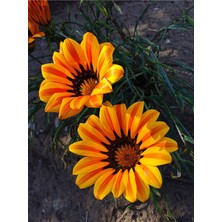 Serada Decor Plant Videolu Turuncu 1 Adet Gazanya Çiçeği Saksılı 30-50CM (Gazania Flower)