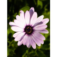 Serada Decor Plant Videolu Lila Bodrum Papatyası 20-30CM Saksılıtüplü (Bodrum Daisy)