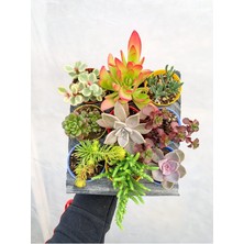 Serada Decor Plant 9 Adet Farklı Renkli Özel Çeşit Sukulent 5.5 cm Saksıda