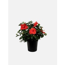 Serada Decor Plant Videolu Kırmızı Japon Gülü Çiçeği Fidanı 1 Adet Saksılı/ Tüplü 40-45 cm (Japanese Camellia)