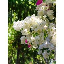 Serada Decor Plant Videolu Beyaz Begonvil Çiçeği Fidanı 1 Adet Saksılı/tüplü 40-60 cm (Bougainvillea )