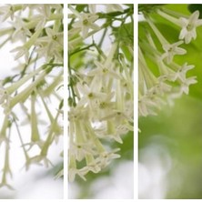 Serada Decor Plant Videolu Melisa Çiçeği Fidanı Parfüm Çiçeği 15-30 cm Tüplü Dış Mekan Ağaçları (Cestrum Nocturnum)