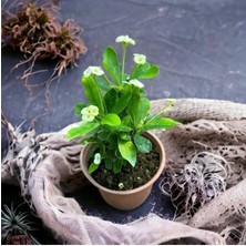 Serada Decor Plant Videolu Milli Dikenler Tacı Çiçeği (Beyaz) (25 40 Cm) Saksılı Mega Boy Euphorbia