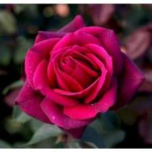Serada Decor Plant Videolu Fuji Yediveren Kokulu (30 60CM)SAKSILI 2 Adet Aşılı Gül Fuji Rose