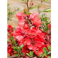 Serada Decor Plant Videolu Bol Çiçekli Yörük Gelini Ağacı Fidanı 1 Adet 40-70CM (Japanese Quince) Süs Bitkisi