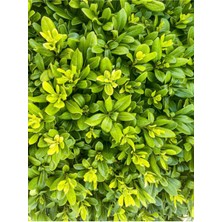 Serada Decor Plant Videolu Pitos Bodur Yıldız Çalısı Fidanı 1 Adet Saksılı/ Tüplü 15-30CM (Pittosporum Tobira)