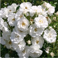 Serada Decor Plant Videolu Beyaz Sarmaşık Gül Fidanı Kokulu [90 140 Cm] Saksılı Aşılı Gül White Rose