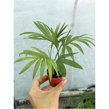Serada Decor Plant Mini Chamaedorea Dağ Areka Palmiyesi