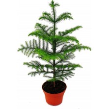 Serada Decor Plant Salon Çamı Arokarya Araucaria 60-80 cm (Ev Bitkisi Ofis Bitkisi Salon Bitkisi)