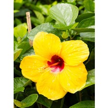 Serada Decor Plant Videolu Sarı Japon Gülü Sarı Çiçeği 1 Adet Saksılı/ Tüplü 40-60 cm Bahçe Bitkisi (Hibiscus Rose)