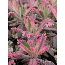 Serada Decor Plant Videolu Pembe Aşkın Gözyaşı 1 Adet Saksılı 10-15CM Kaktüs ve Sukulent (Kalanchoe Daigremontiana)