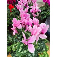 Serada Decor Plant Videolu Pembe Sıklamen Çiçeği Fidanı 30-45 cm Saksılı Çiçekli Bodur Bitkiler Pink Cyclamen