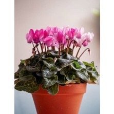 Serada Decor Plant Videolu Pembe Sıklamen Çiçeği Fidanı 30-45 cm Saksılı Çiçekli Bodur Bitkiler Pink Cyclamen