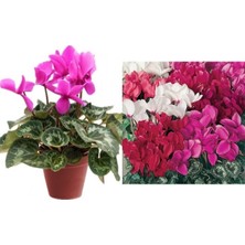 Serada Decor Plant Videolu Pembe Sıklamen Çiçeği Fidanı 30-45 cm Saksılı Çiçekli Bodur Bitkiler Pink Cyclamen