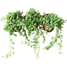 Serada Decor Plant 3'lü Tespih Kombin