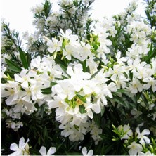 Serada Decor Plant Videolu Beyaz Zakkum Çiçeği 40-70 cm Saksılı Çiçekli Bodur Bitkiler White Oleander