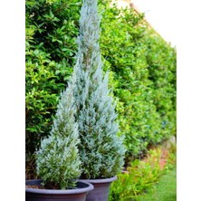 Serada Decor Plant Videolu Mavi Servi Leylandi 1 Adet Saksılı/tüplü 30-60 cm (Cupressocyparis Leylandii)