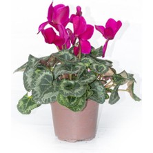 Serada Decor Plant Siklamen Çiçeği Mor Ithal Büyük Boy Hediyelik Bitki