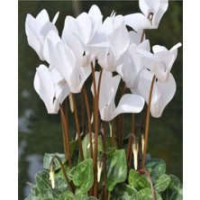 Serada Decor Plant Videolu Bol Çiçekli 1 Adet Beyaz Siklamen Çiçeği Fidanı 30-50CM Saksılı (White Cyclamen Flower)