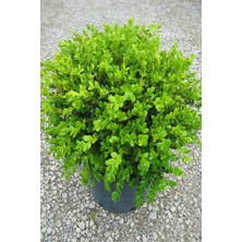 Serada Decor Plant Videolu Yeşil Şimşir Çalısı Fidanı 20-45 cm Tüplü Dış Mekan (Buxus Japonica Rococo )