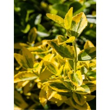 Serada Decor Plant Videolu Altuni Gold Taflan Doğal Çit 1 Adet Saksılı/ Tüplü 30-50 cm Süs Bitkisi (Euonymuus Japonica)