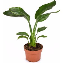 Serada Decor Plant Starliçe Beyaz Cennet Kuşu Çiçeği - Turna Gagası - Mini Boy Iç Mekan Ofis Salon