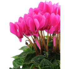 Serada Decor Plant Videolu Pembe Renk Sıklamen Çiçeği 1 Adet Saksılı 20-30 cm Salon Bitkisi (Cyclamen)