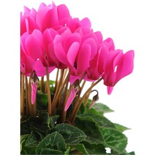 Serada Decor Plant Videolu Pembe Renk Sıklamen Çiçeği 1 Adet Saksılı 20-30 cm Salon Bitkisi (Cyclamen)