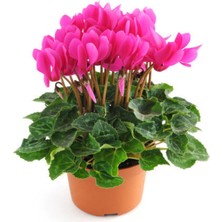 Serada Decor Plant Videolu Pembe Renk Sıklamen Çiçeği 1 Adet Saksılı 20-30 cm Salon Bitkisi (Cyclamen)