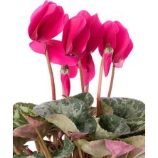 Serada Decor Plant Videolu Pembe Renk Sıklamen Çiçeği 1 Adet Saksılı 20-30 cm Salon Bitkisi (Cyclamen)