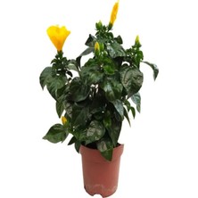 Serada Decor Plant Videolu Sarı Renk Japon Gülü Çiçeği Fidanı 1 Adet Saksılı 50-70CMBAHÇE Bitkisi (Hibiscus Rose)